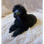 Щенок пуделя миниатюрный мальчик серебристый Джентли Борн Рикки