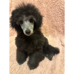 Щенок пуделя миниатюрный мальчик серебристый Джентли Борн Рондо