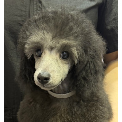 Щенок пуделя миниатюрный мальчик серебристый Джентли Борн Рондо