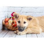 Красавчик Барни в поисках любящей семьи!