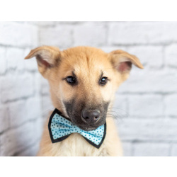 Красавчик Барни в поисках любящей семьи!