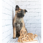 Мишель - активный «медвежонок» в добрые заботливые руки!