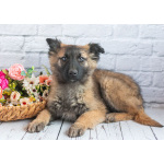 Мишель - активный «медвежонок» в добрые заботливые руки!