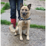 Добрая, ласковая собака Лада всю жизнь ждет своего родного ЧЕЛОВЕКА!