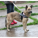 Добрая, ласковая собака Лада всю жизнь ждет своего родного ЧЕЛОВЕКА!