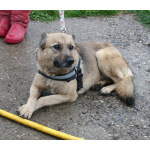 Добрая, ласковая собака Лада всю жизнь ждет своего родного ЧЕЛОВЕКА!