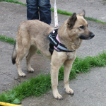 Добрая, ласковая собака Лада всю жизнь ждет своего родного ЧЕЛОВЕКА!