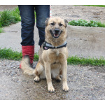 Добрая, ласковая собака Лада всю жизнь ждет своего родного ЧЕЛОВЕКА!