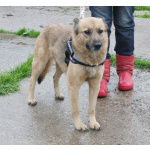 Добрая, ласковая собака Лада всю жизнь ждет своего родного ЧЕЛОВЕКА!