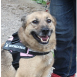 Добрая, ласковая собака Лада всю жизнь ждет своего родного ЧЕЛОВЕКА!