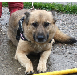 Добрая, ласковая собака Лада всю жизнь ждет своего родного ЧЕЛОВЕКА!