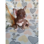 Шоколадная девочка чихуахуа с документами.