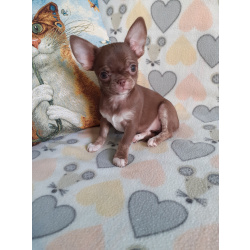 Шоколадная девочка чихуахуа с документами.