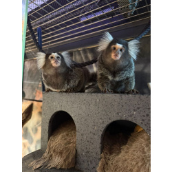 Белоухая игрунка