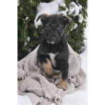 Семь замечательных щеночков ищут дом.