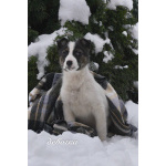 Семь замечательных щеночков ищут дом.