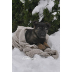 Семь замечательных щеночков ищут дом.