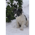 Семь замечательных щеночков ищут дом.