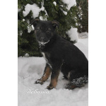 Семь замечательных щеночков ищут дом.