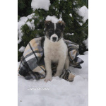 Семь замечательных щеночков ищут дом.