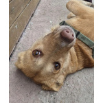 Умная и ласковая собака, метис корги, 1 год