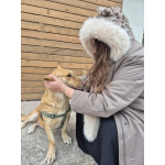 Умная и ласковая собака, метис корги, 1 год