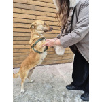 Умная и ласковая собака, метис корги, 1 год