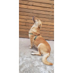 Умная и ласковая собака, метис корги, 1 год