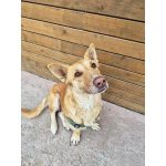 Умная и ласковая собака, метис корги, 1 год