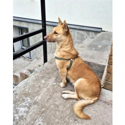 Умная и ласковая собака, метис корги, 1 год