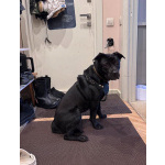 Ищу лучшую семью для лучшего мальчика!