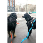 Ищу лучшую семью для лучшего мальчика!