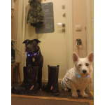 Ищу лучшую семью для лучшего мальчика!