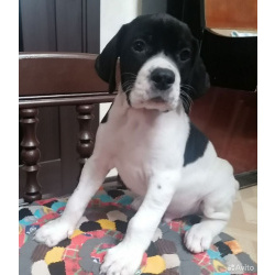 Английский пойнтер