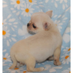 Шикарный мальчик