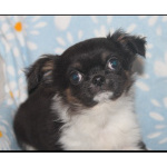 Шикарный мальчик