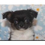 Шикарный мальчик