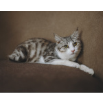 котенок Матис мечтает о хозяине и доме