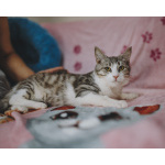 котенок Матис мечтает о хозяине и доме