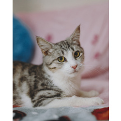 котенок Матис мечтает о хозяине и доме