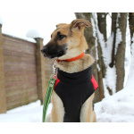 щенки шикарные. крупные бесплатно