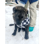 щенки шикарные. крупные бесплатно