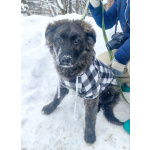 щенки шикарные. крупные бесплатно