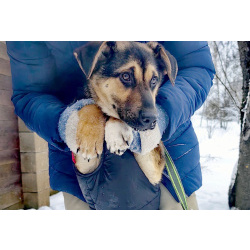 щенки шикарные. крупные бесплатно