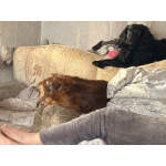 Парню нужна его мадмуазель