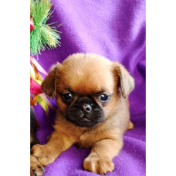 Мальчик пти-брабансон