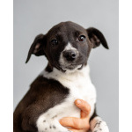 Четверо чудесных щенков ищут дом.