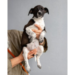 Четверо чудесных щенков ищут дом.