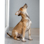 Четверо чудесных щенков ищут дом.