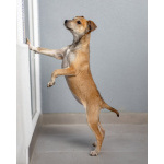 Четверо чудесных щенков ищут дом.